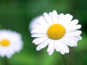 daisy103.jpg