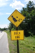 duckxing.jpg