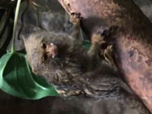 tamarinsandmarmosets.jpg