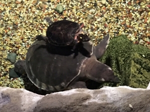 turtlesmommyandson.jpg