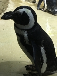 penguingoodness_2.jpg