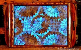 blue_morphos_butterfly_platter.jpg