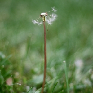 dandelion.jpg