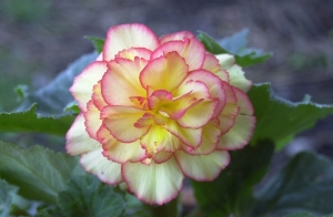 pink-yellow-white-soft.jpg