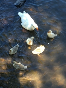 duckmommaandbabies.jpg