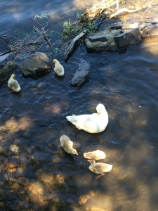 duckmommawithbabies.jpg