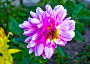 dahlia_hdr_edit.jpg