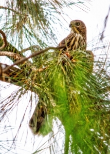 hawk_hdr.jpg