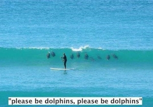 dolphins.jpg