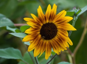 sunflower_with_bees.jpg