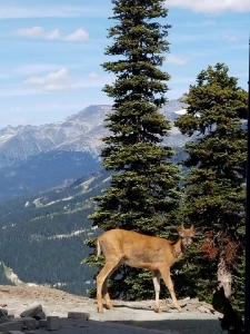 whistlerdeer.jpg