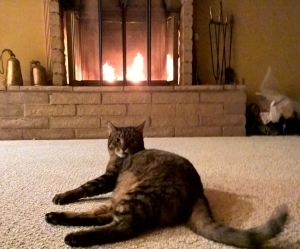 theosohandsomeenjoyingthefirenov2016.jpg