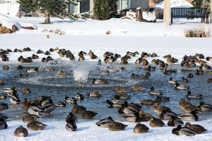 urban-ducks.jpg