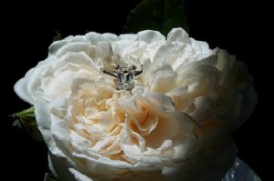 Engagement Ring with Sombreuil Rose.JPG