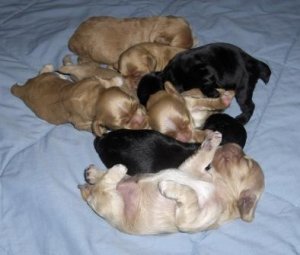 tinysleepingpuppies.JPG