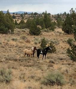 9-2017 wild horses malheur.jpg