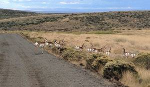 9-2017 pronghorn.jpg