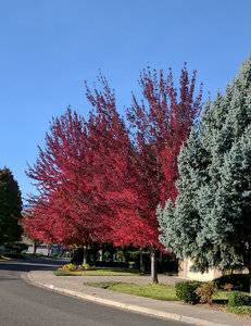 street trees.jpg