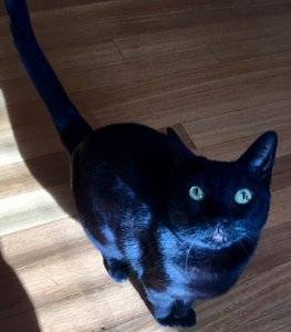 blackcatfridaythe13th.jpg