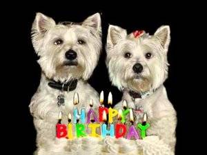 westiesbirthday.jpg