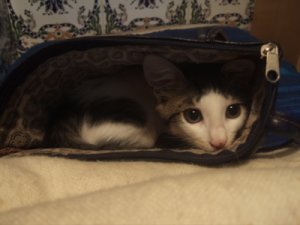 catpurse.jpg