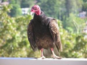 turkey_vultures_may_2005_20.jpg