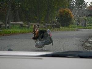 turkeys_march_2012_01.jpg