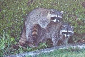 raccoons_humping_in_backyard_2011_08.jpg