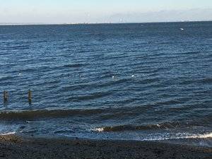 december2017beachbackyard.jpg