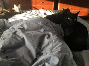 3kittiessundaywintermorning.jpg