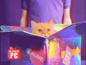 catinbox.gif