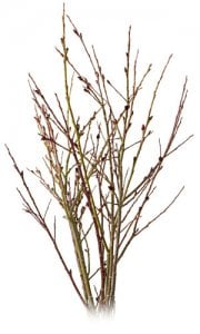 pussywillow.jpg