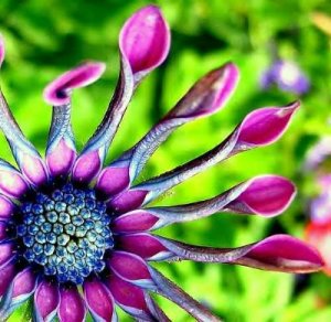 african spoon daisy 1.jpg