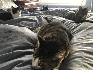 4kittiesbed2018.jpg