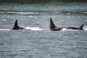 alaska_cruise_2010_342.jpg