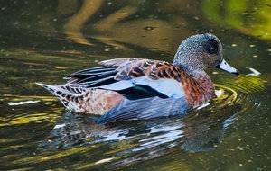 Ducks and Geese Kathryn Abertson Park-13.jpg