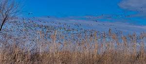 Lots of snows flocks in background.jpg