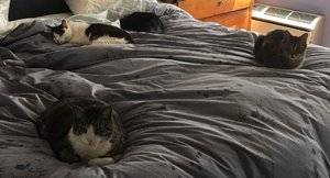 catsonbed.jpeg