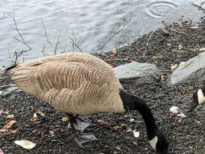 goose water drops.jpg