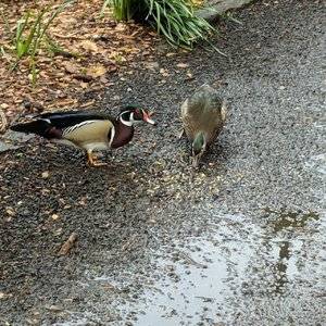 woodduck pair.jpg