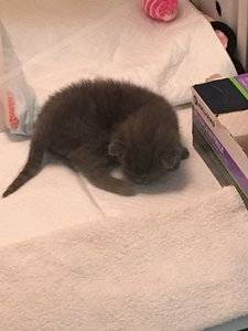 newbornkitty.jpg