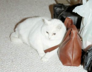 Suki w purse.jpg