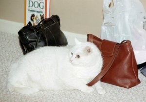 Suki wearing purse.jpg