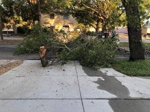 Downed Tree.jpg