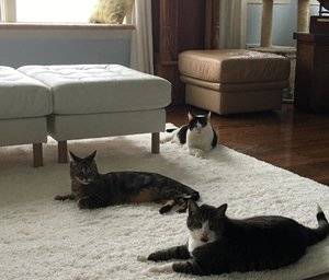 3catsonrug.jpg