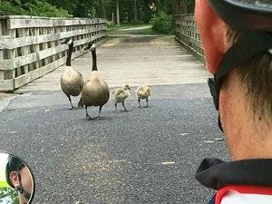 geesewithbabiesoncyclingroute.jpg