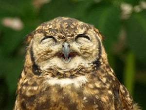 smiling-owl-small.jpg