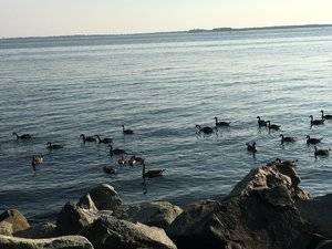 geesegalorebayshoretrail.jpg