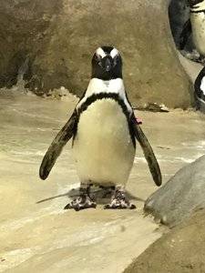 penguinatjenkinson.jpg