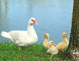 mamaandducklings.jpg.png